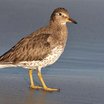 Surfbird